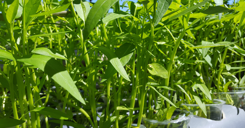 家庭菜園で楽しむ！空芯菜（クウシンサイ）栽培の完全ガイド：初心者でも失敗しない育て方のコツ