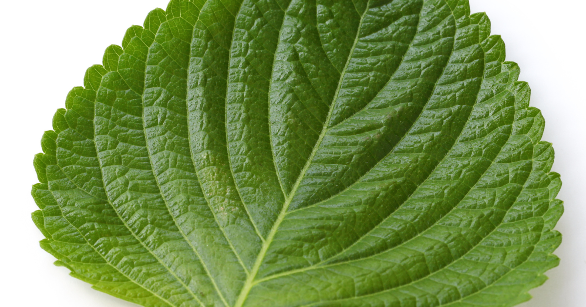 えごまの葉を長持ちさせる！保存テクニックと活用レシピ