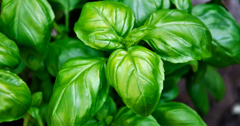【完全版】バジルの育て方：初心者でも失敗しない栽培のコツと活用術