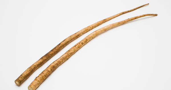 牛蒡とは？知られざるルーツと日本独自の進化