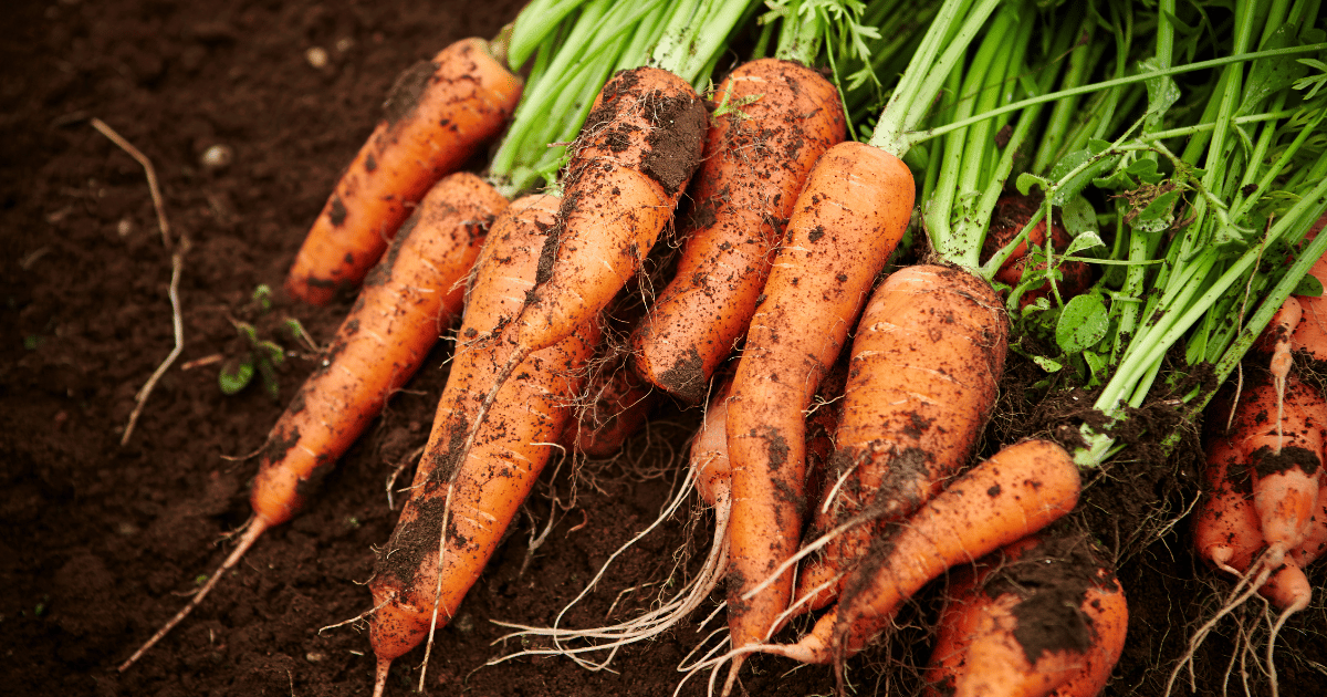 ニンジンの旬はいつ？年間を通じた美味しい時期と選び方