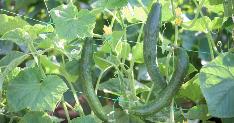 秋キュウリ栽培成功の鍵：最適な植え付け時期を見極める