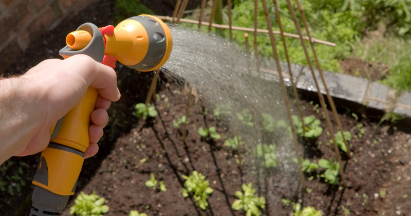 野菜の水やり頻度：初心者でも失敗しない、基本とコツ