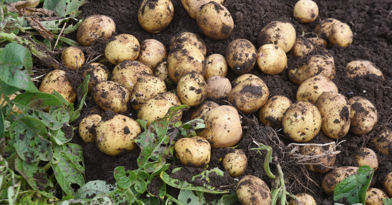 春に始めるジャガイモ栽培：初心者でも簡単！栽培方法と育て方のポイント