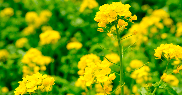 春の食卓を彩る！菜の花レシピ：旬の時期と絶品おひたしの作り方