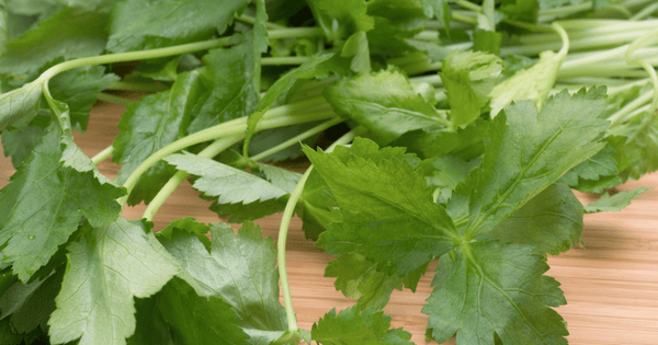 三つ葉旬：香り豊かな春の味覚を食卓に