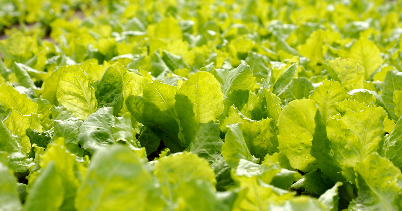 初心者でも簡単！リーフレタス栽培で新鮮サラダを食卓に