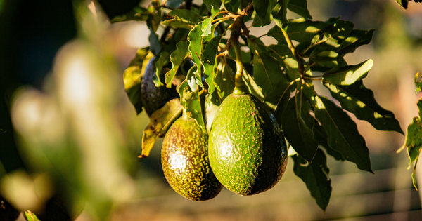 アボカドは野菜？果物？栄養と調理法を徹底解説！