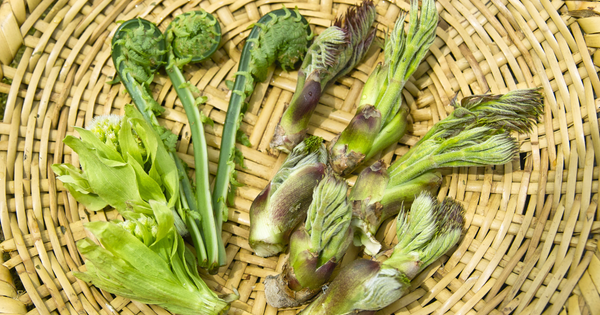 コシアブラの栄養と効能：山菜の女王がもたらす健康効果