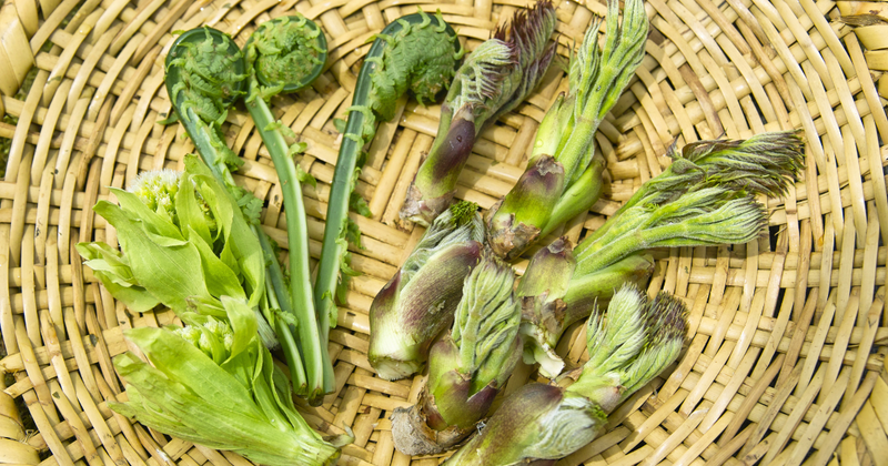 コシアブラの栄養と効能：山菜の女王がもたらす健康効果