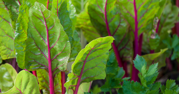 スイスチャード（フダンソウ）を徹底解説！栄養、調理法、選び方、絶品レシピまで