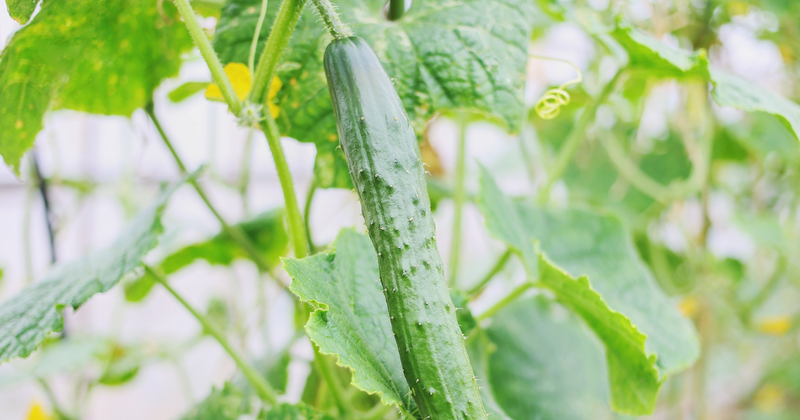 きゅうりの植え付け時期：初心者でも失敗しない栽培方法とコツ