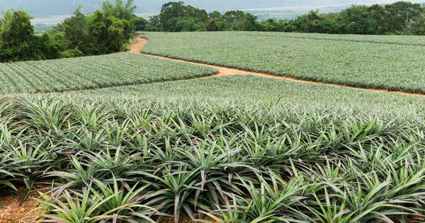 パイナップルの葉っぱ、切る？切らない？鮮度を保つ秘訣と見分け方