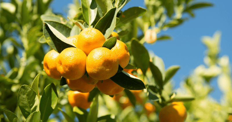 金柑苗の選び方から育成方法まで徹底解説！初心者でも失敗しない栽培のコツ