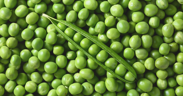 グリーンピース栽培：肥料選びから収穫まで！初心者でも失敗しない育て方