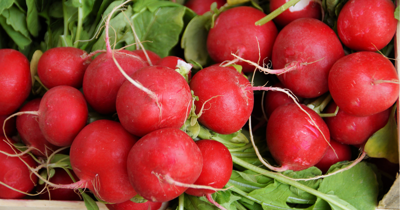 二十日大根の葉っぱを徹底解剖！栄養満点レシピから育て方まで完全ガイド