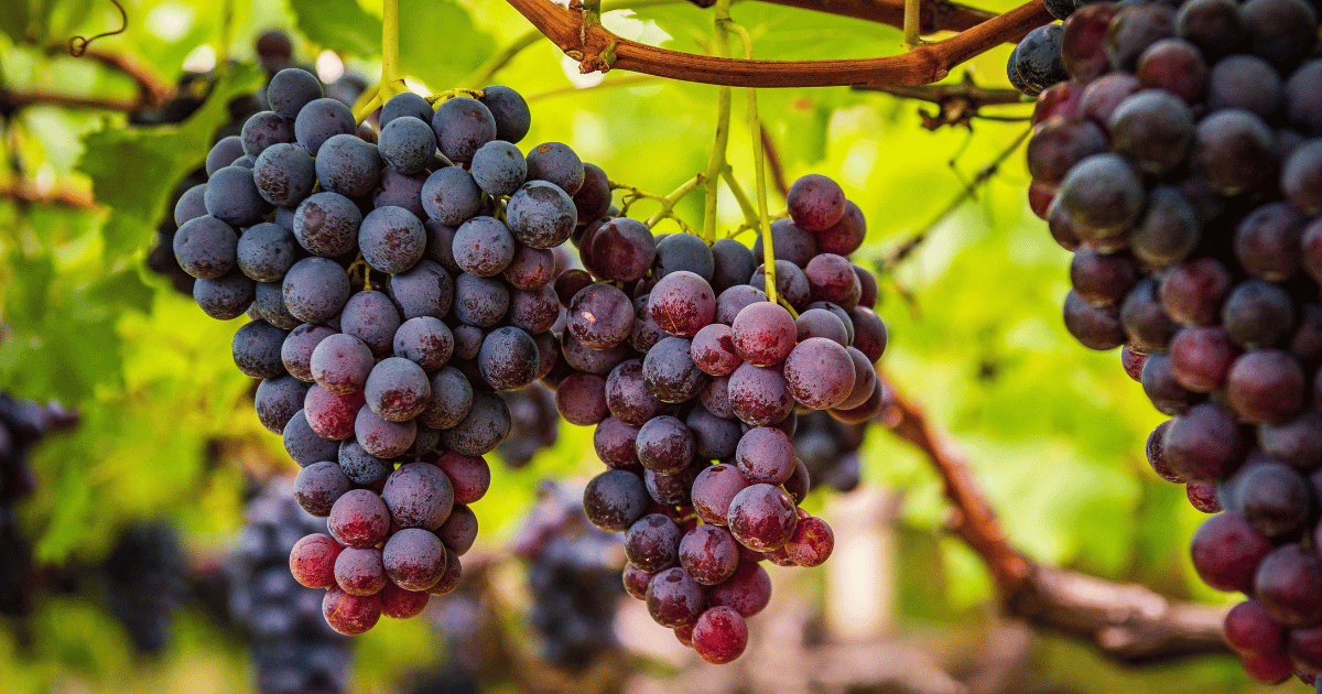 旬を味わう贅沢：甲斐路ぶどうの魅力と最高の時期