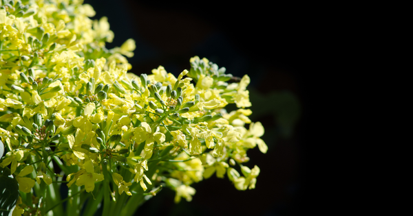 ブロッコリーの花は食べられる？美味しく食べるための知識とレシピ