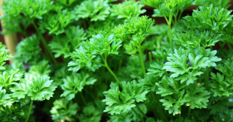 プランターで楽しむパセリ収穫：時期、方法、増やし方完全ガイド