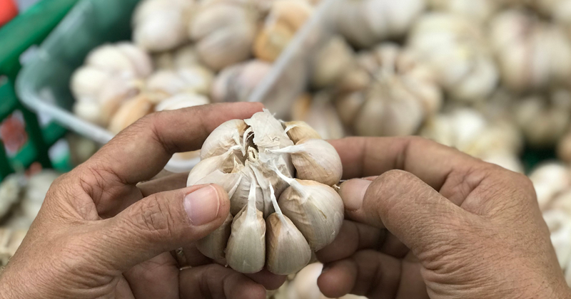 家庭菜園で挑戦！ニンニク栽培の完全ガイド：植え付けから収穫、保存まで