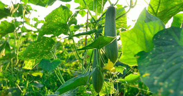 キュウリ栽培成功の鍵：株間と長期安定収穫の秘訣