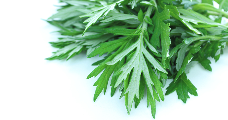 ヨモギ（蓬）の特徴：日本のハーブ、食用から薬用まで