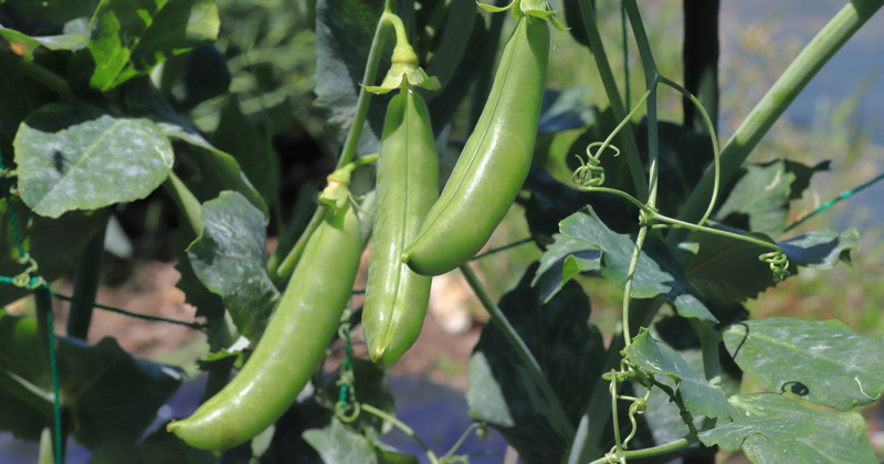 シャキシャキ！スナップエンドウの茹で時間：ベストな仕上がり