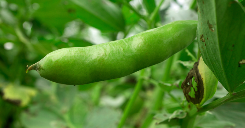 そら豆を極める！最高に美味しい食べ方：茹で方、焼き方、保存方法まで完全網羅