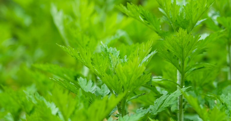 ヨモギの驚くべき効能：アトピー改善からがん予防まで