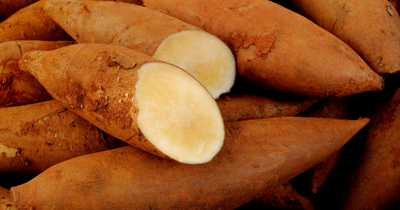 ヤーコンとは？知られざる健康野菜の魅力と活用法