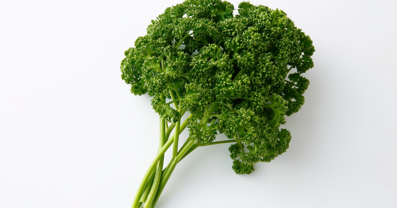 初心者でも簡単！パセリの育て方：種まきから収穫、病害虫対策まで完全ガイド