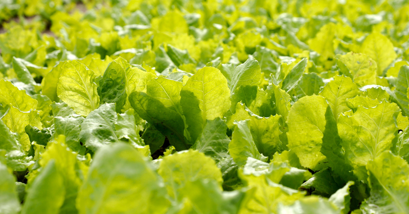 新鮮レタスを自宅で！家庭菜園を成功させる栽培ガイド