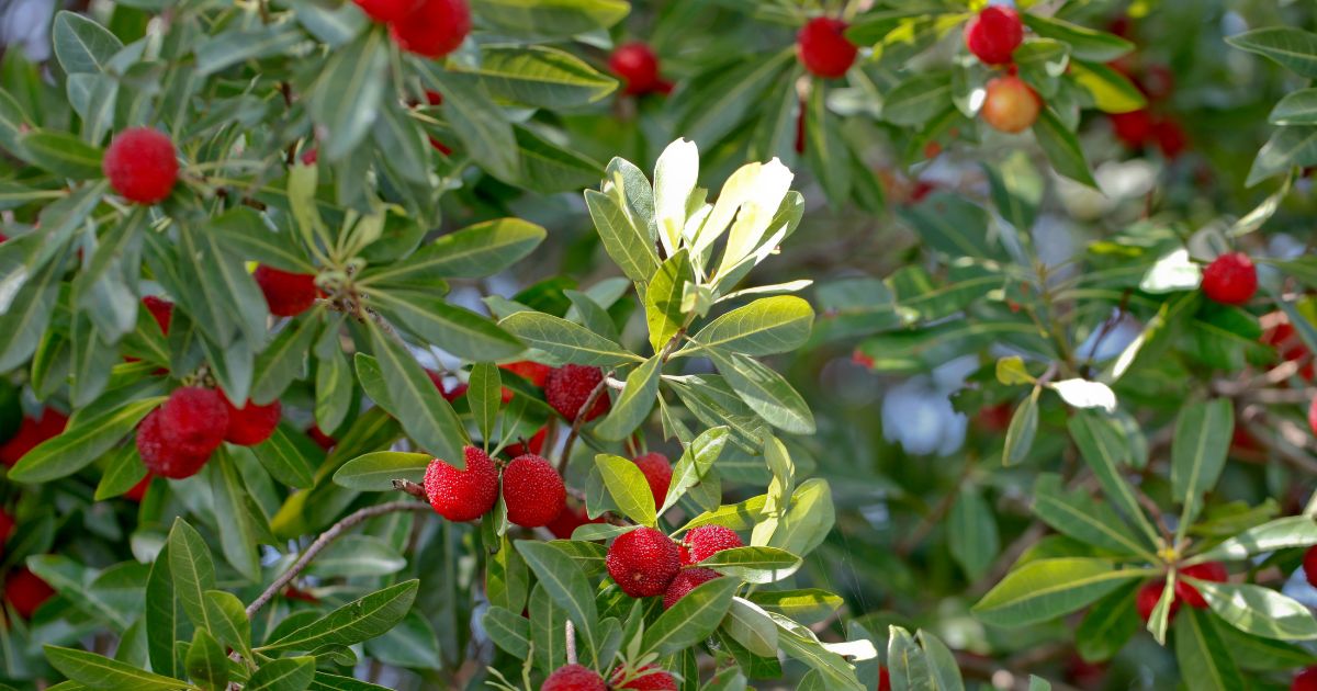 ヤマモモの美味しい食べ方：虫対策と安全な選び方