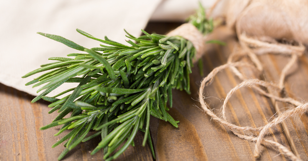 ローズマリーが枯れる原因と復活方法：葉が茶色くなるサインから対策、育て方のコツまで