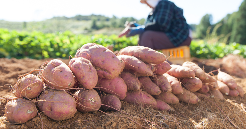 サツマイモは何科？知っておきたい分類とサツマイモの基礎知識
