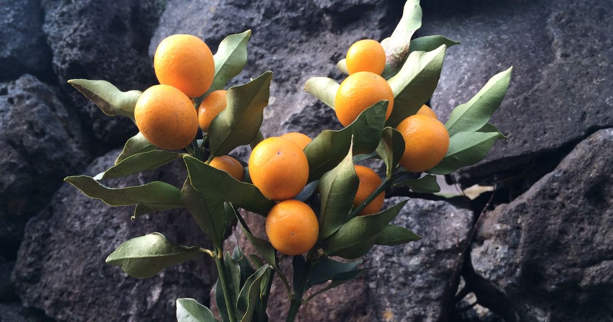 金柑を庭に植えてはいけない？迷信の真相と対策