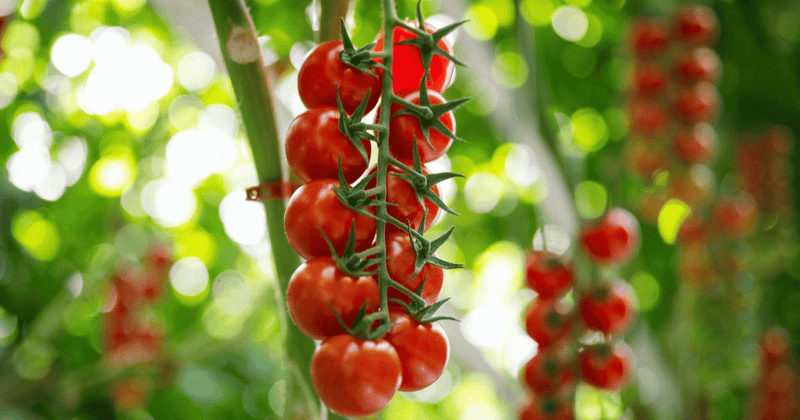 血圧を下げるトマト：高血圧予防と健康効果を徹底解説！