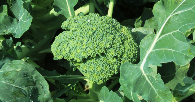 初心者でも簡単！ブロッコリーの植え方完全ガイド