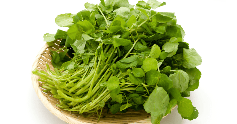 クレソンを味わい尽くす！簡単レシピから栄養まで徹底解説