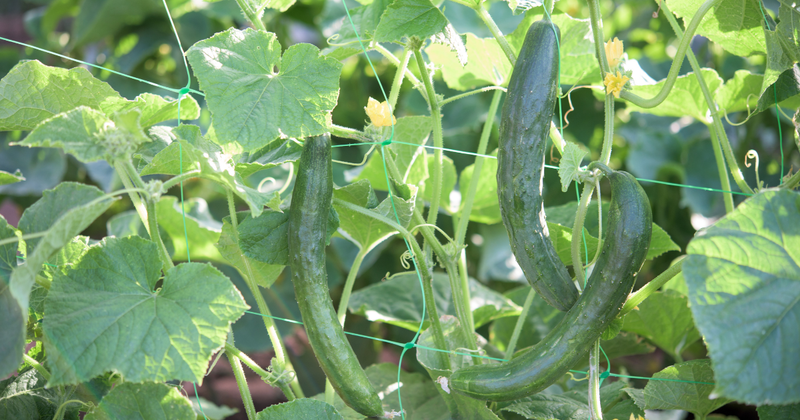 きゅうり苗の選び方と育て方：家庭菜園で美味しいキュウリを収穫しよう！