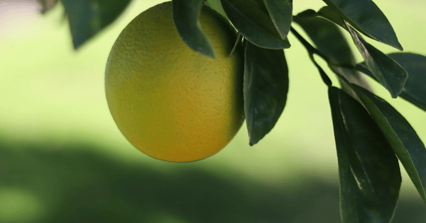 グレープフルーツの豊かな実りを実現！栽培方法と成功の秘訣