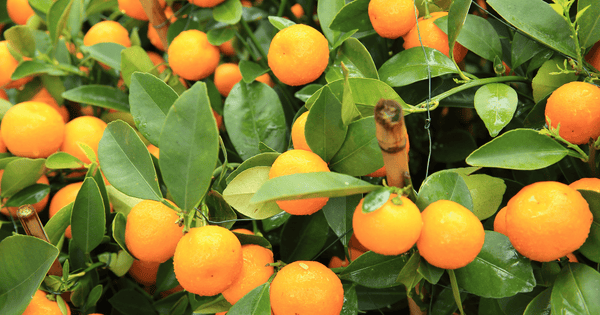初心者でも簡単！育てやすい果物で始める家庭菜園