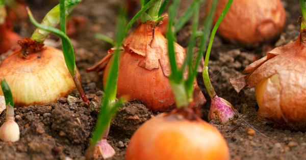 玉ねぎ苗の植え時：初心者でも失敗しない栽培時期と成功のコツ