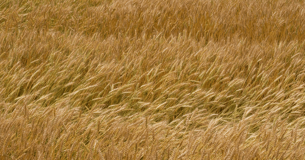 一週間で実感！もち麦ダイエットで健康的に痩せる方法