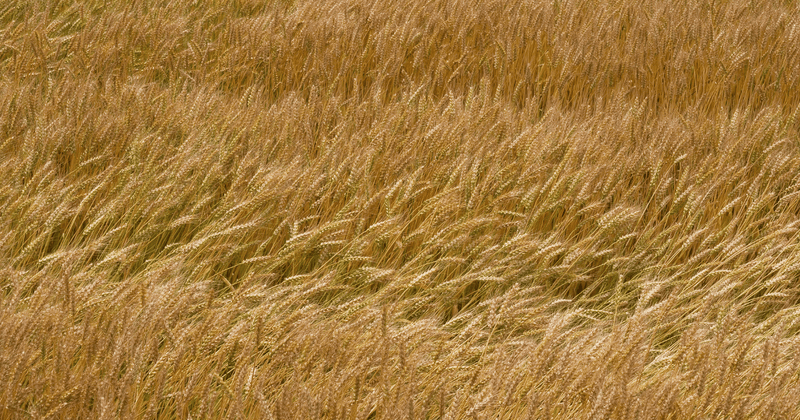 一週間で実感！もち麦ダイエットで健康的に痩せる方法