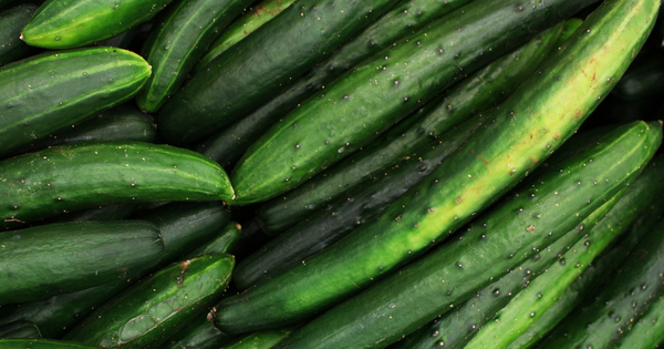 家庭菜園で楽しむ！地這いキュウリの育て方：基本とコツ