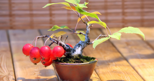 鉢植えで挑戦！家庭で楽しむりんごの育て方完全ガイド
