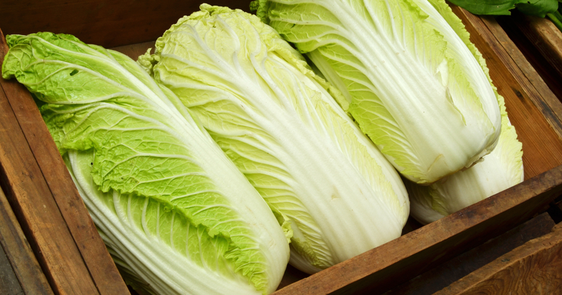 【完全版】白菜栽培：家庭菜園で失敗しない育て方とコツ