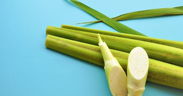 マコモダケの旬はいつ？収穫時期と美味しく食べるための基礎知識