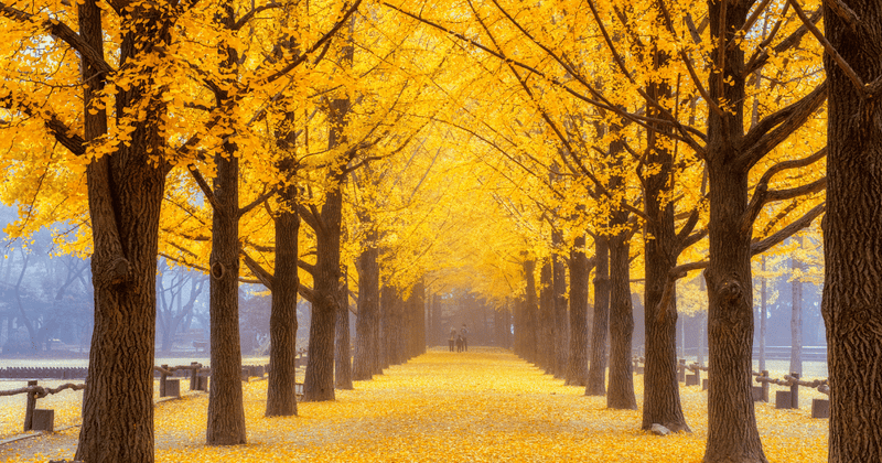 銀杏の処理から絶品レシピまで！家庭で楽しむ銀杏のすべて